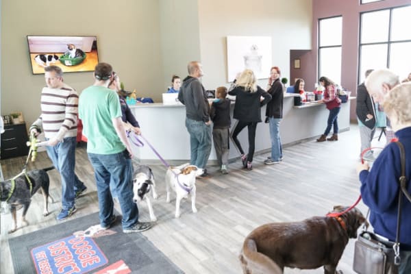 Corgi is center of attention at the vet