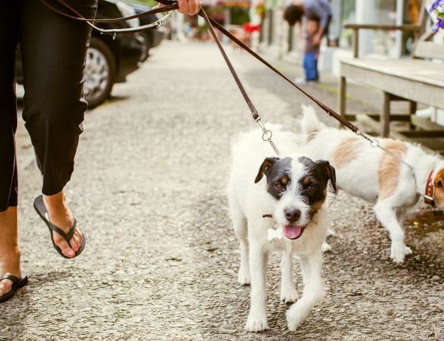 Montessa resident walking her dogs in Portland, Oregon
