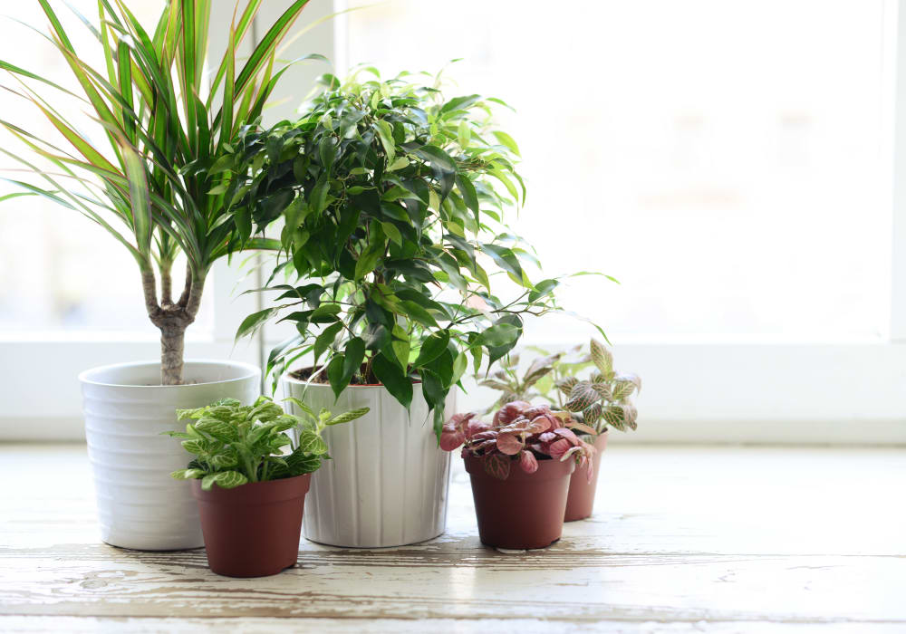 Green plants flourishing in a resident apartment at Sofi at 3rd in Long Beach, California