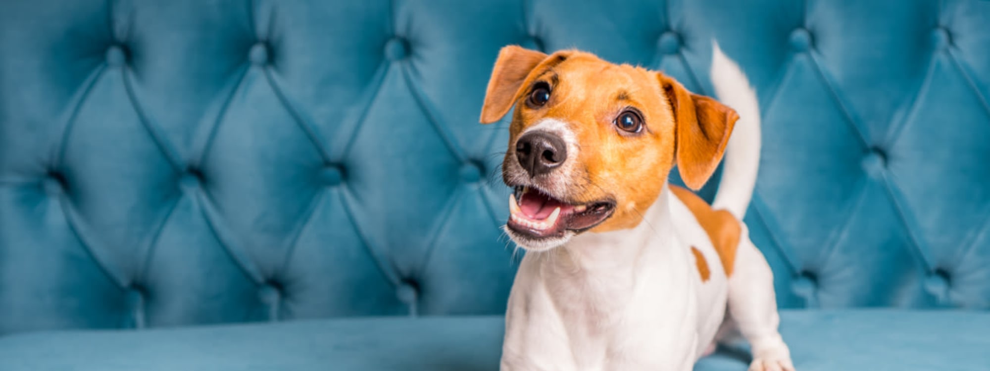Barringer Square's pet policy in Webster, Texas