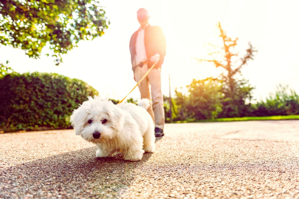 A resident walking his dog near Cedarview Gracious Retirement Living in Woodstock, Ontario