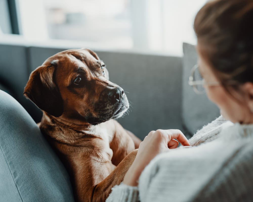 Resident and dog relaxing together in their new apartment home at Olympus at Waterside Estates in Richmond, Texas