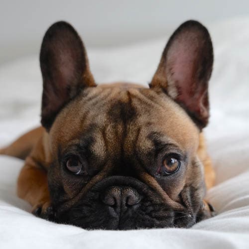 View the pet policy at The Banks at West Fork in Murfreesboro, Tennessee