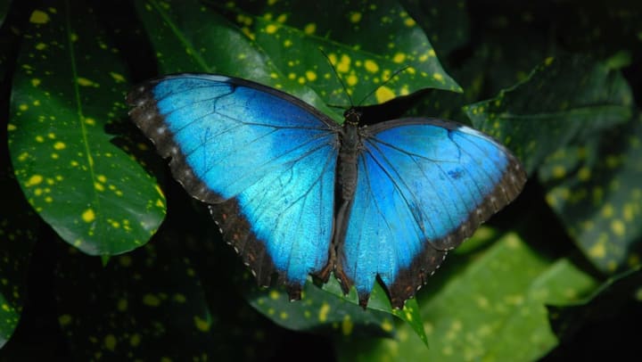 Vibrant blue butterfly at Butterfly Wonderland near Vistara at SanTan Village in Gilbert, Arizona