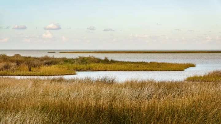 Wild grass and watering holes on the Savannah National Wildlife Refuge near The Slate in Savannah, Georgia
