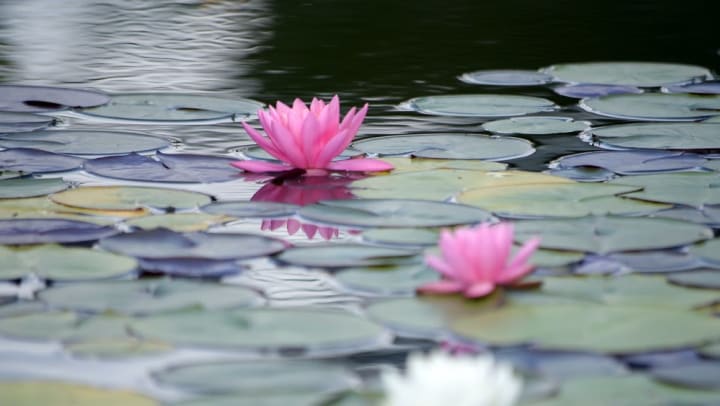 Water lilies on a pond at Tacara at Westover Hills in San Antonio, Texas