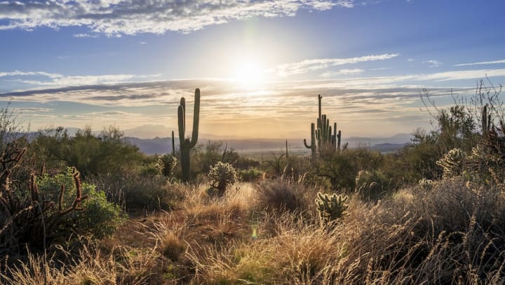 Saguaro cactus silhouette with sunrise over Sonoran Desert