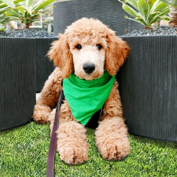 Cute labradoodle wearing a green bandanna at The Crossing at Cooley Station in Gilbert, Arizona
