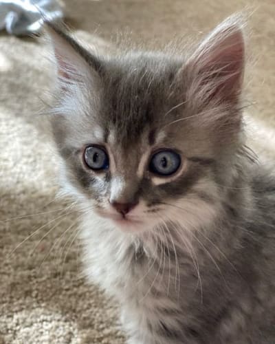 Paisley the kitten at Cedar Ridge Senior Living in Broken Arrow, Oklahoma.