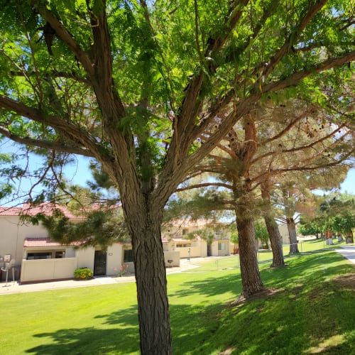 trees at Two Mile in Twentynine Palms, California