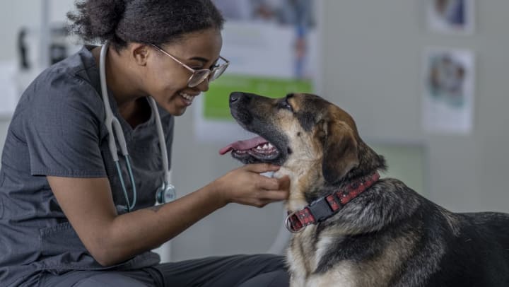 A veterinarian petting a dog | Veterinarians in Charlotte