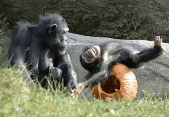 Monkeys and pumpkins