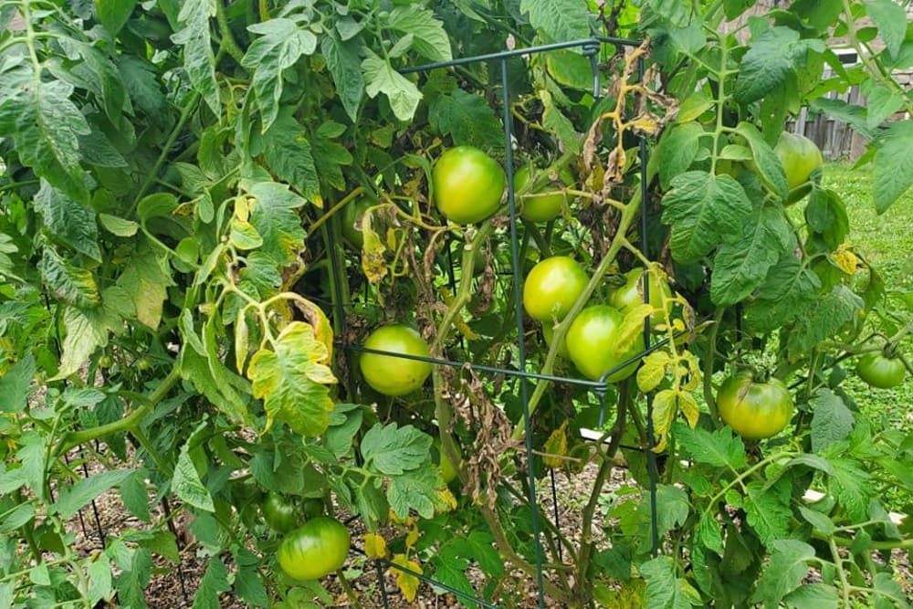 Fresh tomatoes at English Meadows Laurens Campus in Laurens, South Carolina