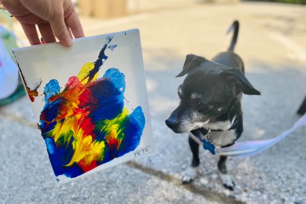 Pup painting class at Hilltop Commons Senior Living in Grass Valley, California