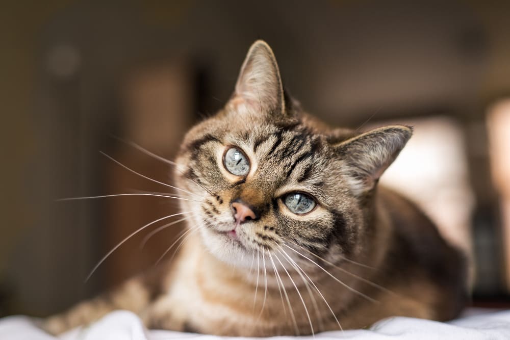 Happy cat in his new home at Oaks Braemar in Edina, Minnesota