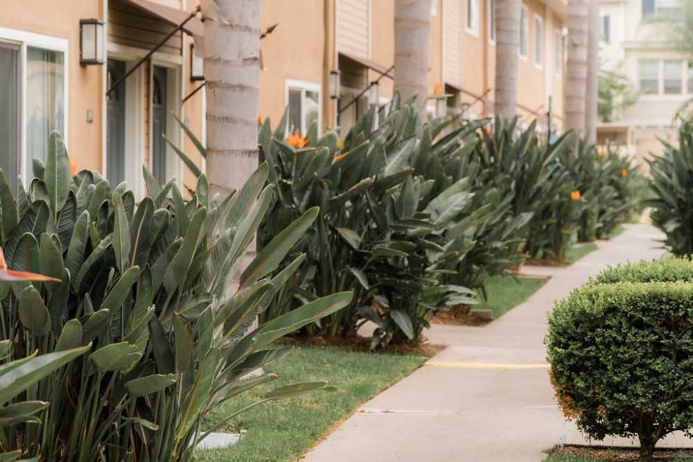 Walkway at Olive Tree in Costa Mesa, California