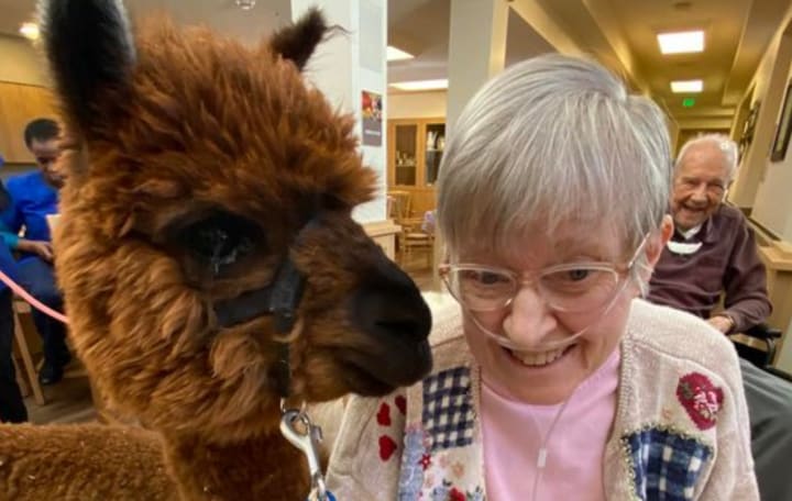 Chelsea Place Memory Care resident with llama Aurora Colorado