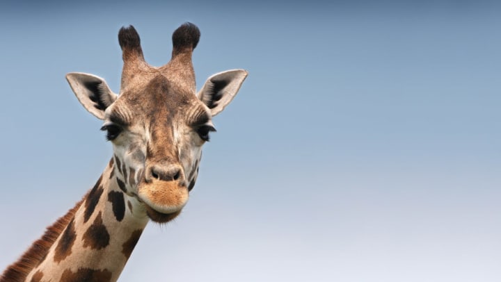 a giraffe looking at the camera