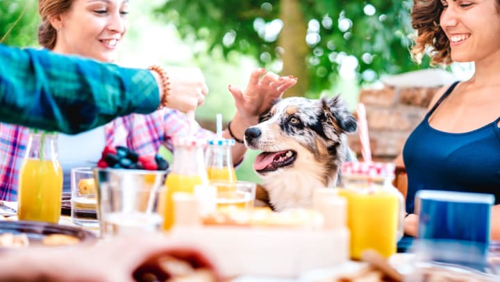 A woman smiles and pets an Australian shepherd at an outdoor table topped with plates and glasses of orange juice at one of the dog-friendly restaurants in Brunswick