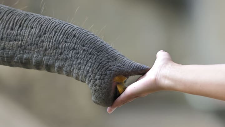 a person holding food up to an elephant’s trunk | Safari at the Dallas Zoo