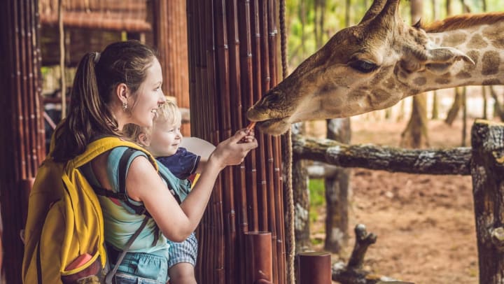 A mother and son watching and feeding a giraffe at the zoo in Fort Worth.
