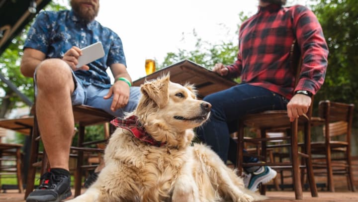 Large golden dog wearing a red bandana sitting outside at a restaurant while his owner has a drink.
