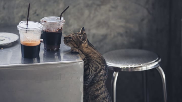 cat sniffs coffee cups on a table at a cat café | cat cafes near Carrollton