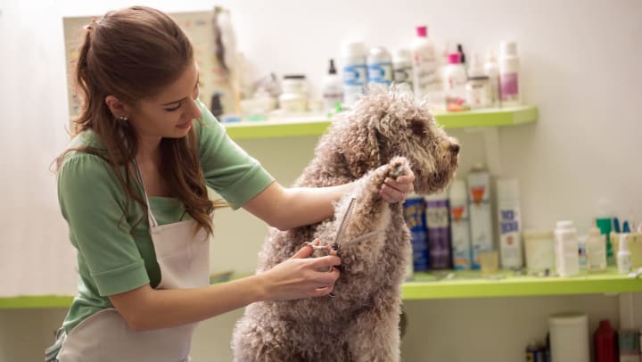 Young woman trimming a dog’s fur | Gilbert’s best pet groomers