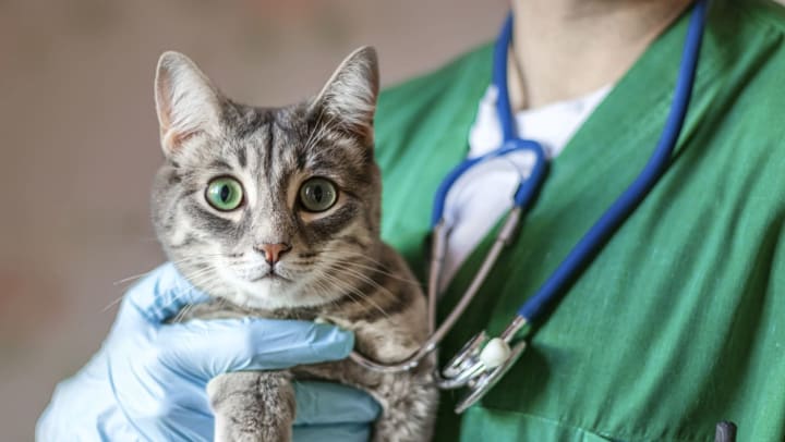 A veterinarian with a stethoscope holding a gray cat | animal clinics in Spring