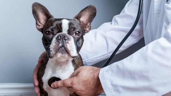 A Boston terrier sits calmly while a vet places a stethoscope on his chest.