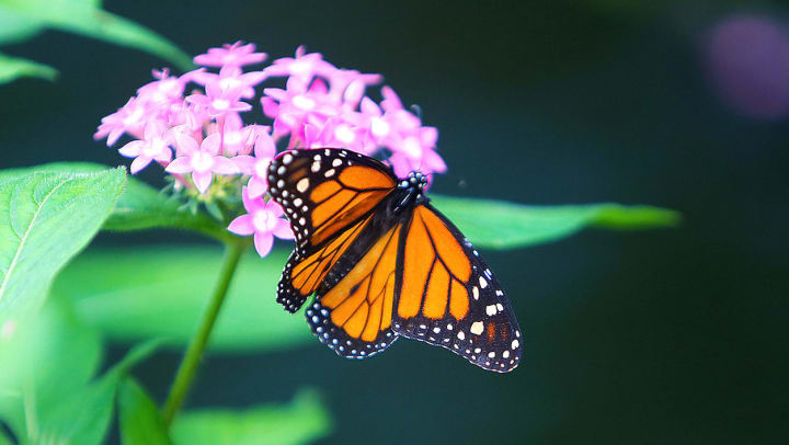A monarch butterfly sitting on a flower in a butterfly conservatory
