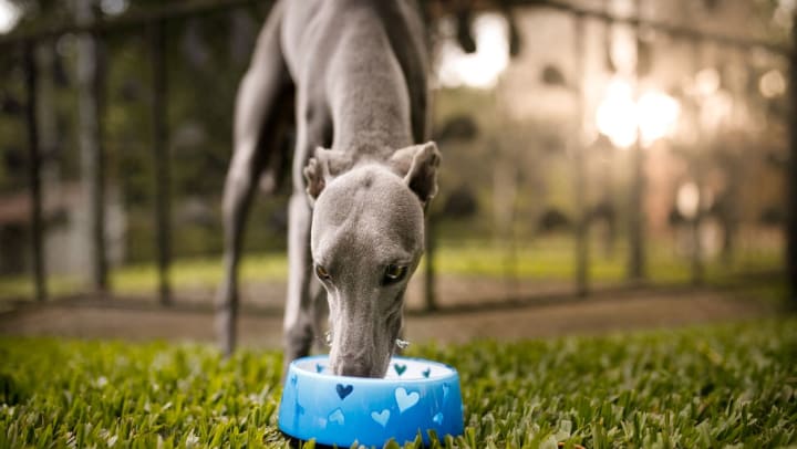 Greyhound at an animal rescue