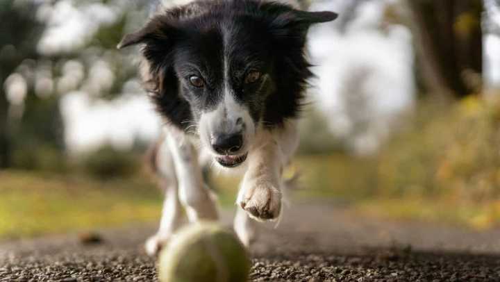 An eye-level, action shot of a Border Collie dog running toward the camera on a gravel path, intensely focused on a fuzzy tennis ball in the foreground. The dog