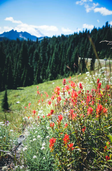 meadow with wildflowers