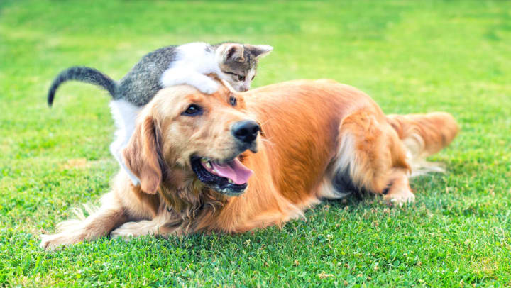 Cat climbing on top of golden retriever in a grassy area
