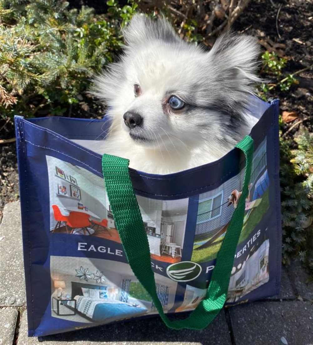 Dog in a bag at The Residences at Talcott in Weatogue, Connecticut 