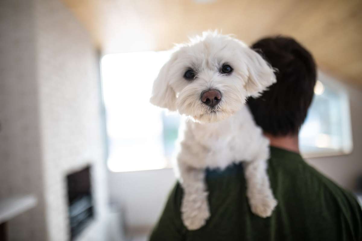 Pet friendly at Pinnacle at Afton in Richmond,Virginia