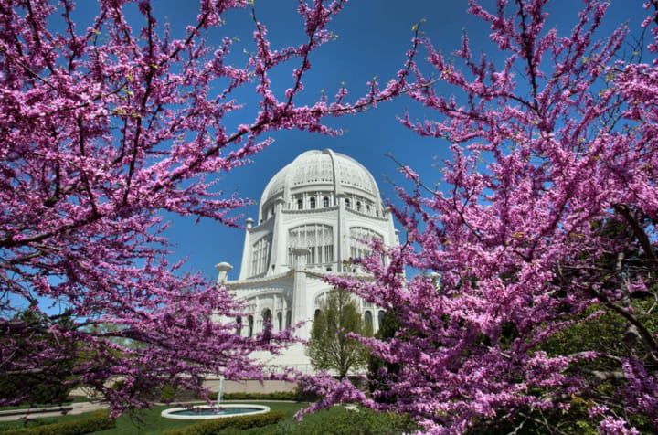 Cherry blossom building view near {{location_name}} in {{location_city}}, {{location_state_name}}