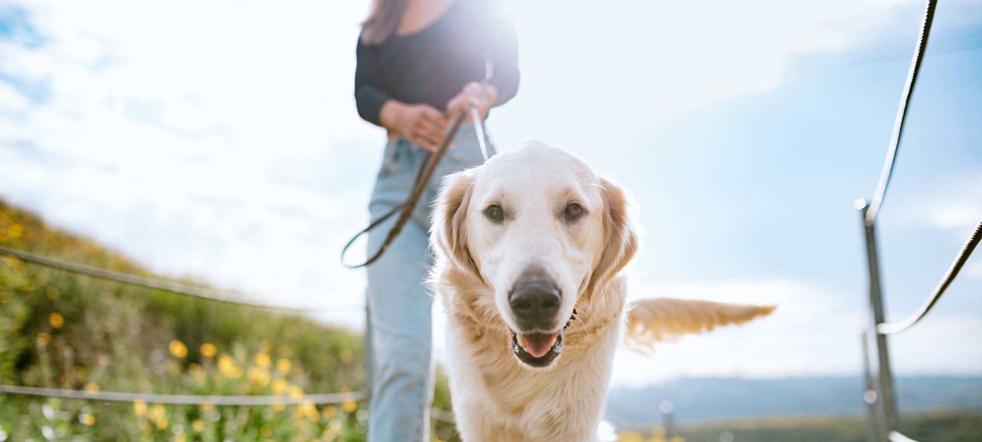 Pet Friendly at Carriage House Apartments in Vancouver, Washington    