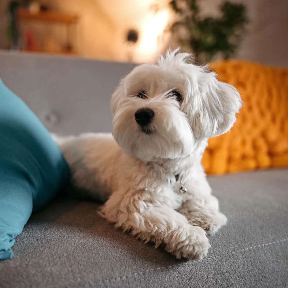 Dog at Camas Meadows in Beaverton, Oregon           