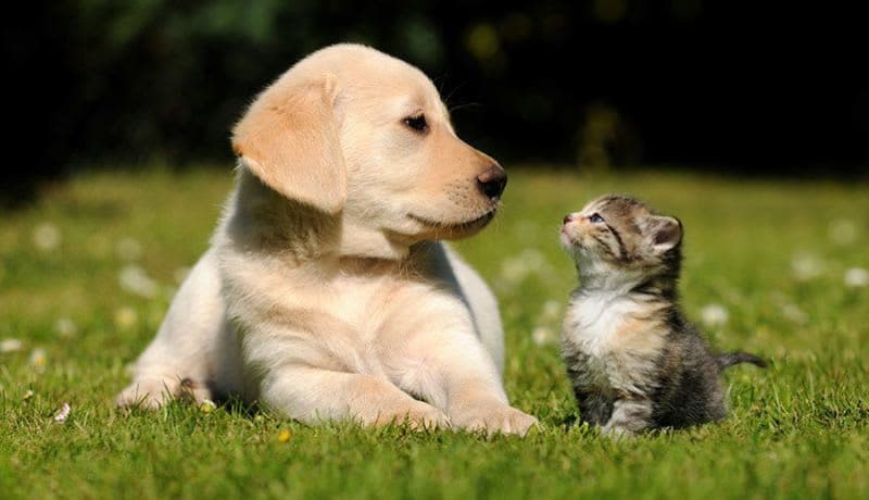 Sunrise Springs Apartments is pet friendly.
