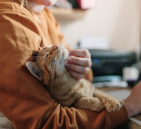 Happy cat on its owners lap at The Courts of Avalon in Pikesville, Maryland