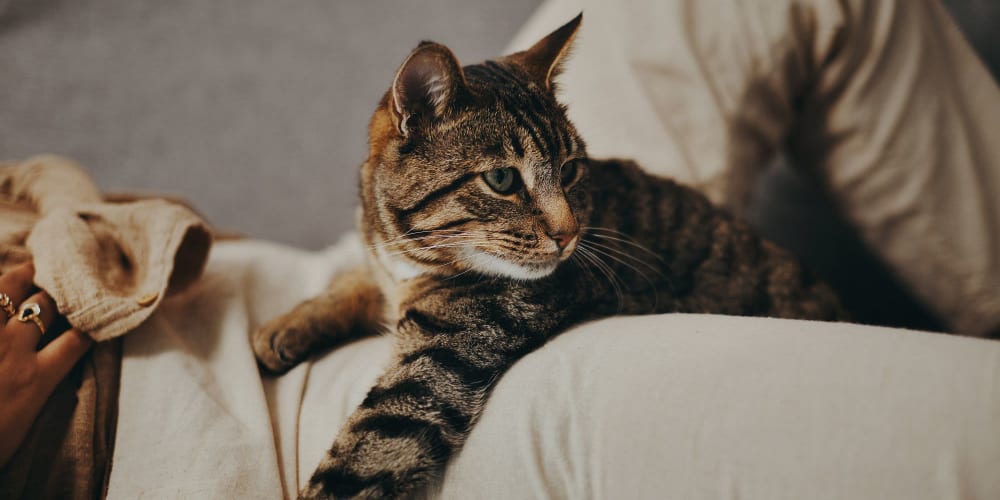 Cat relaxing on the couch at Tides on Palm in Las Vegas, Nevada