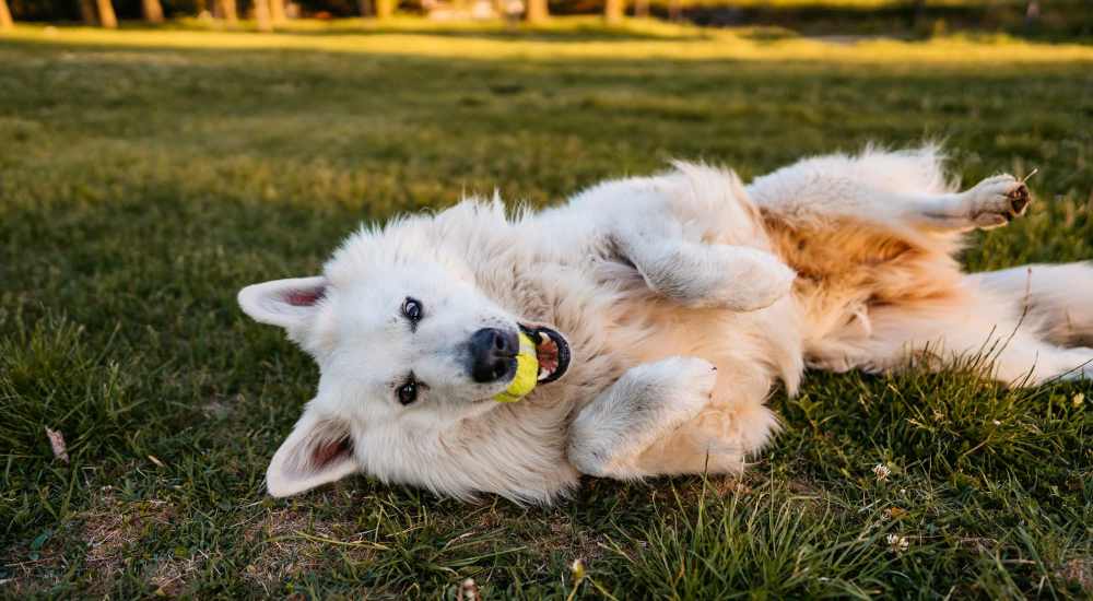Dog playing with the ball in the ground at Arrowhead Park Apartments in Lakewood, Washington