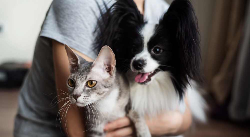 Happy cat and dog with their owner at Casa Madrid in Cypress, California