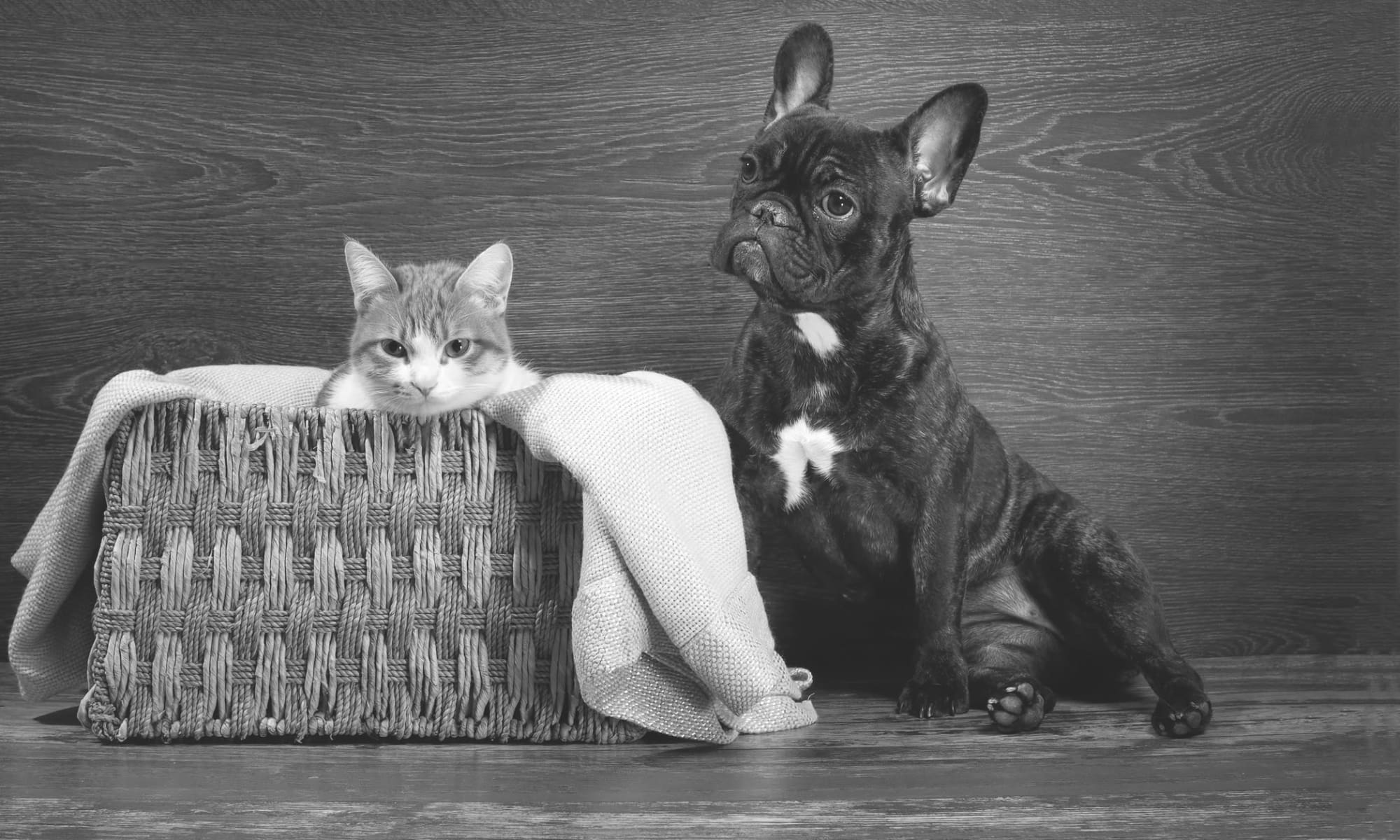 Animal hospital at North Paw Animal Hospital in Durham, North Carolina