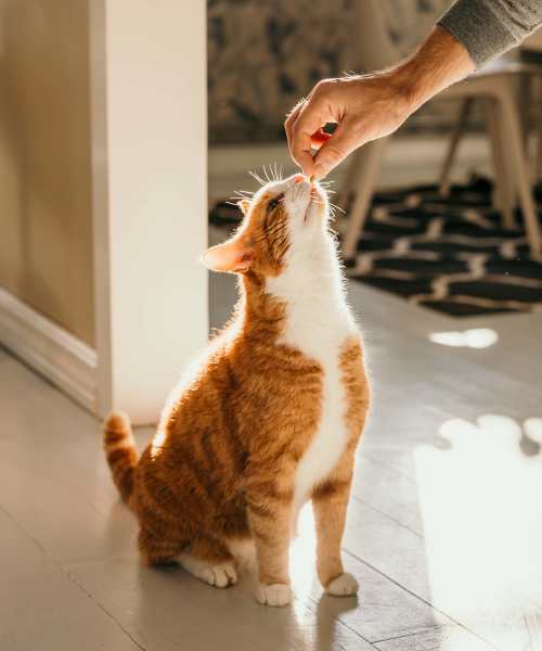 Resident petting their cat at Sun Lake in Lake Mary, Florida