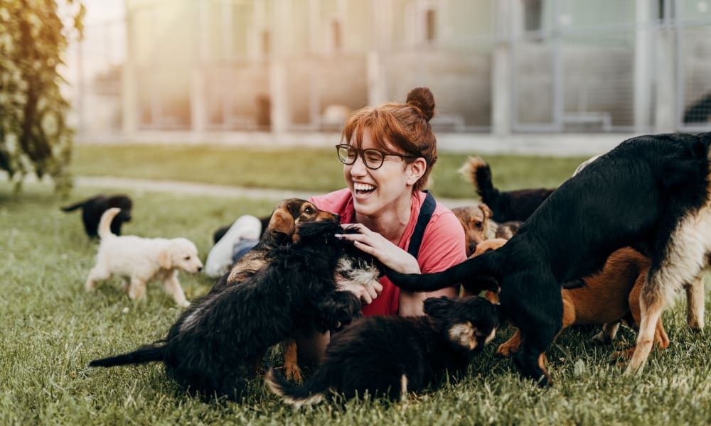 A woman laughing and playing with dogs in the grass at Western Wealth Communities in Phoenix, Arizona