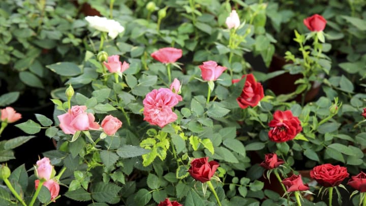 colorful roses in a garden | Fort Worth Botanic Garden near Keller
