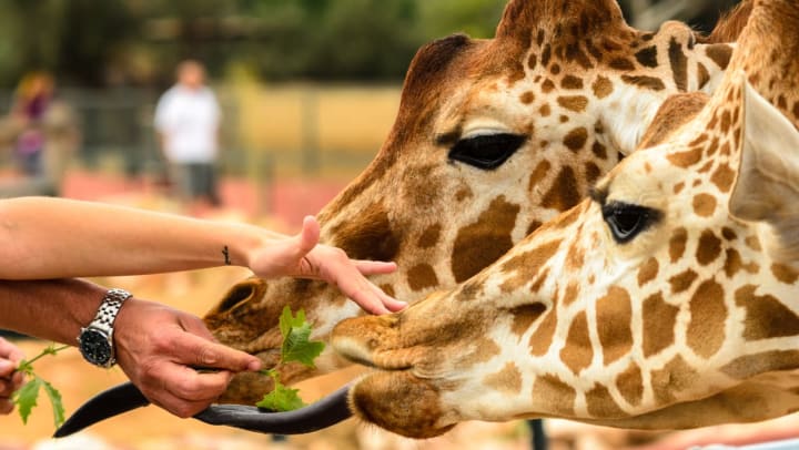A close-up of two giraffes eating leaves | Fort Worth zoo